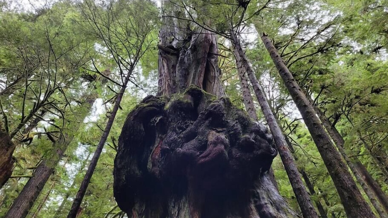 Photo of Others in Port Renfrew