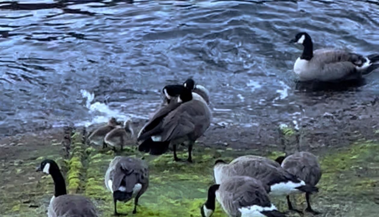 Photo of Others in Vancouver