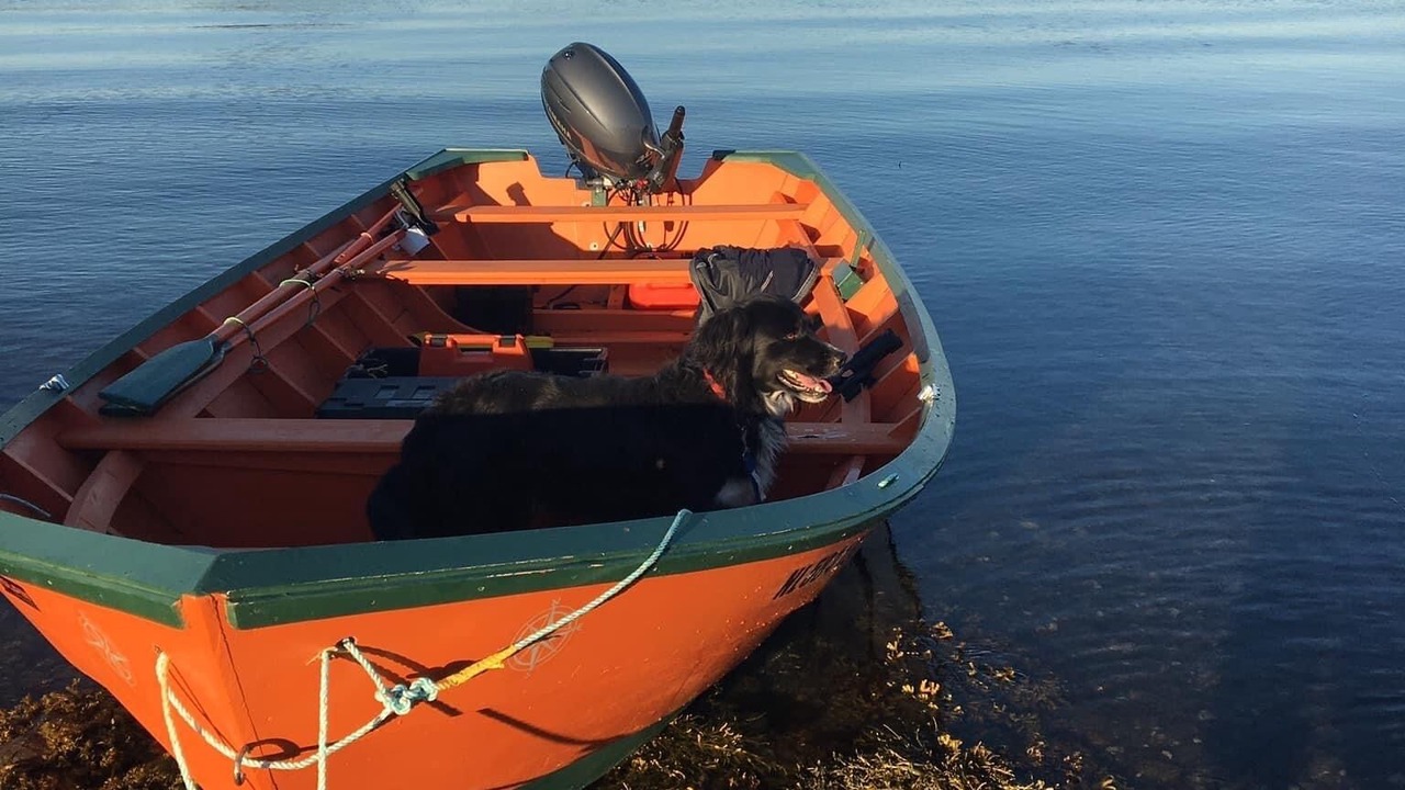 Photo of Others in York Harbour
