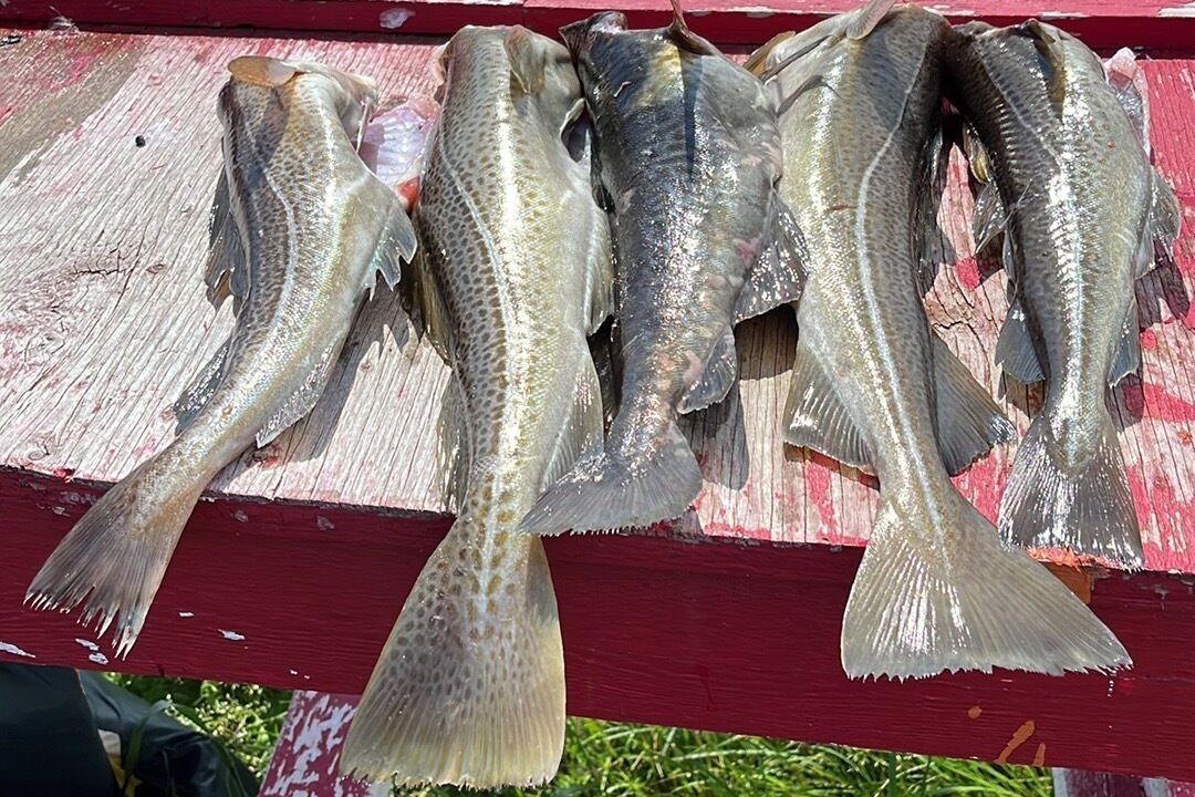 Photo of Outdoor in York Harbour