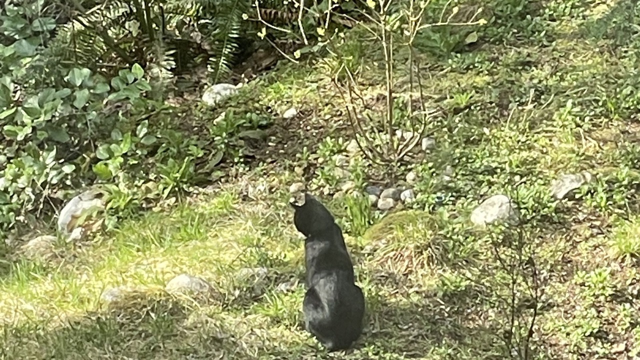 Photo of Others in Sechelt