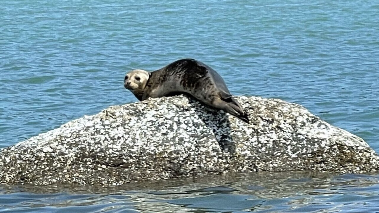 Photo of Others in Sooke