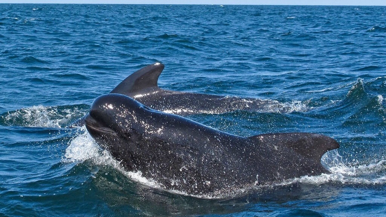 Photo of Others in Pleasant Bay