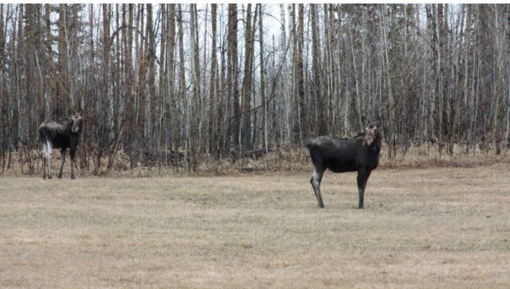 Photo of Outdoor in Edson