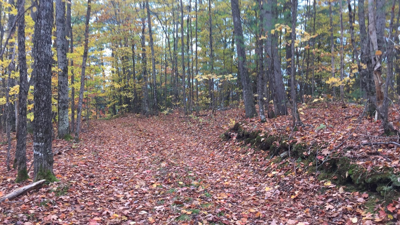 Photo of Others in Algonquin Highlands