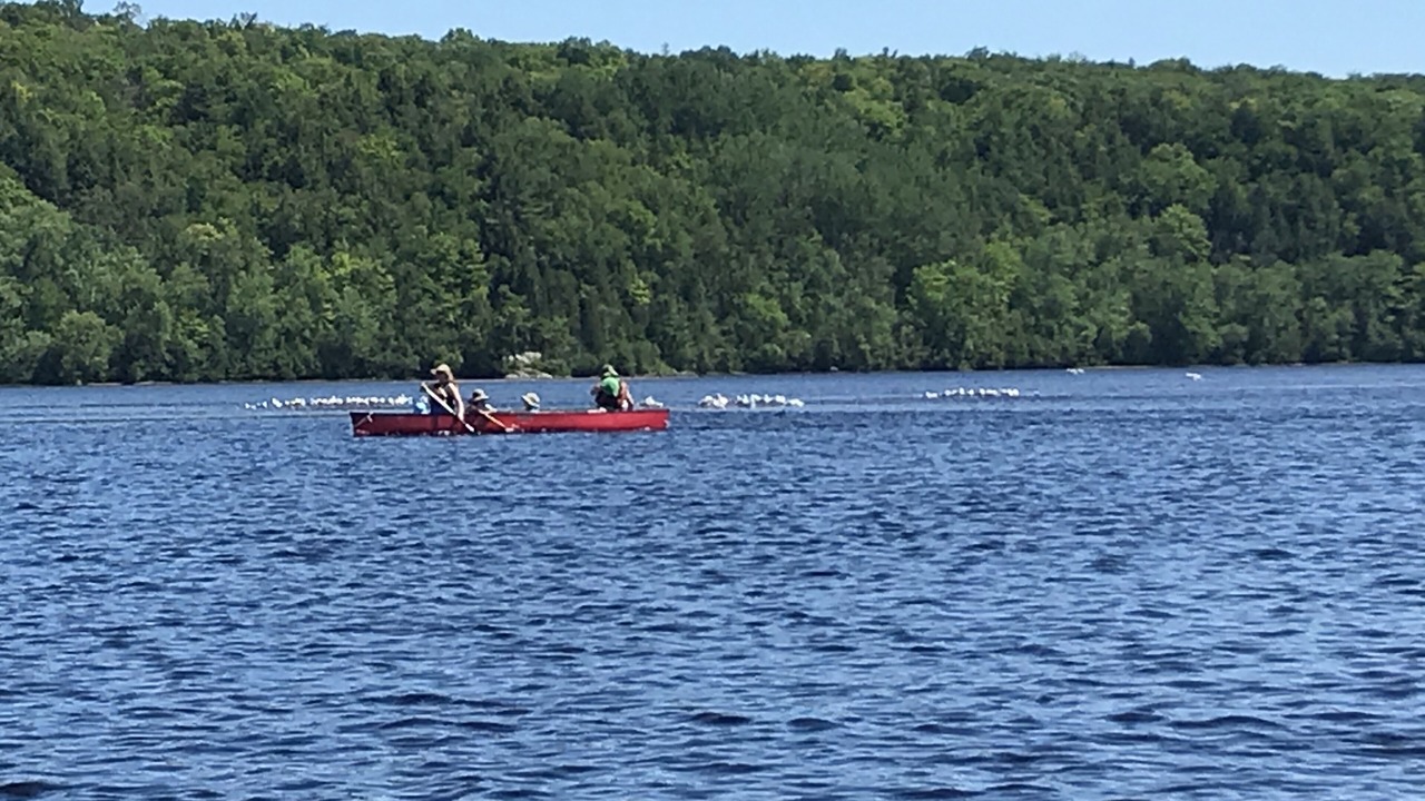 Photo of Others in Mauricie
