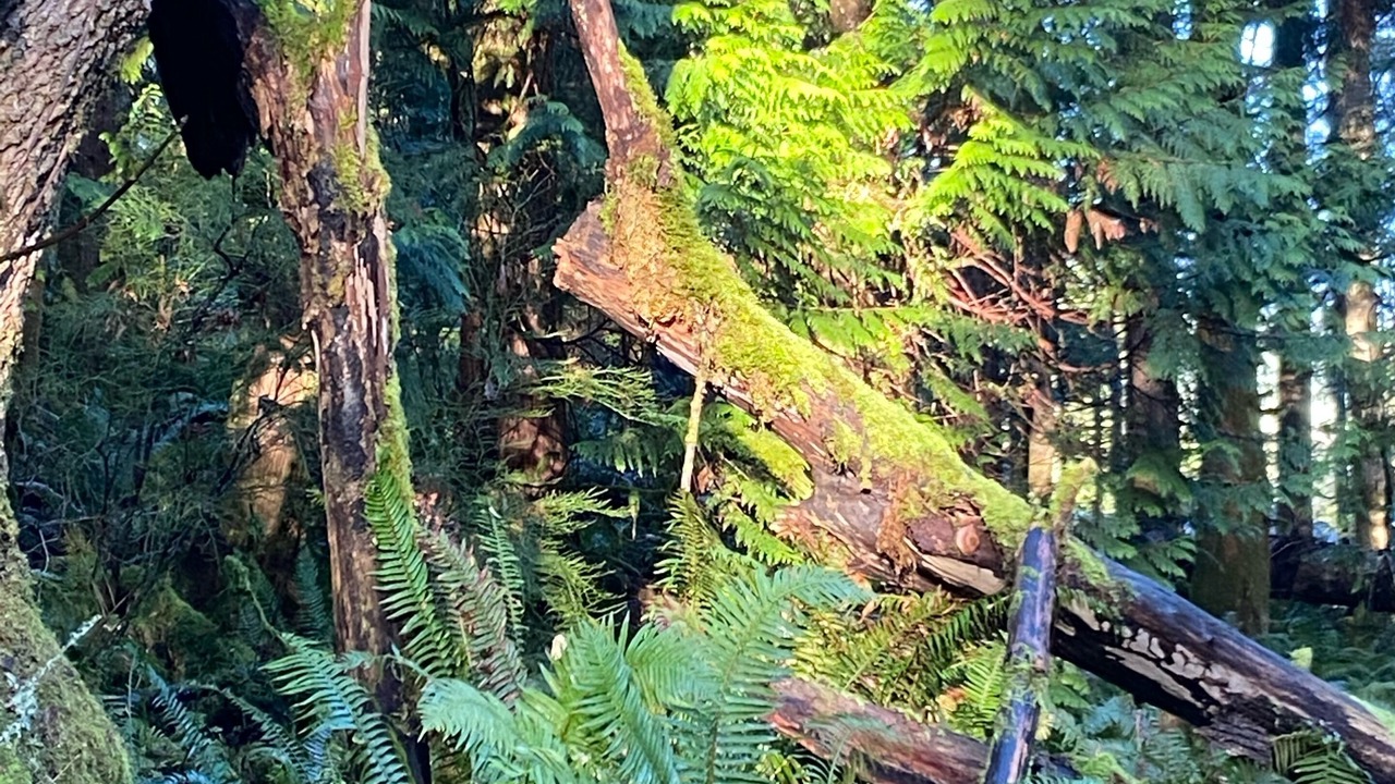 Photo of Others in Metchosin