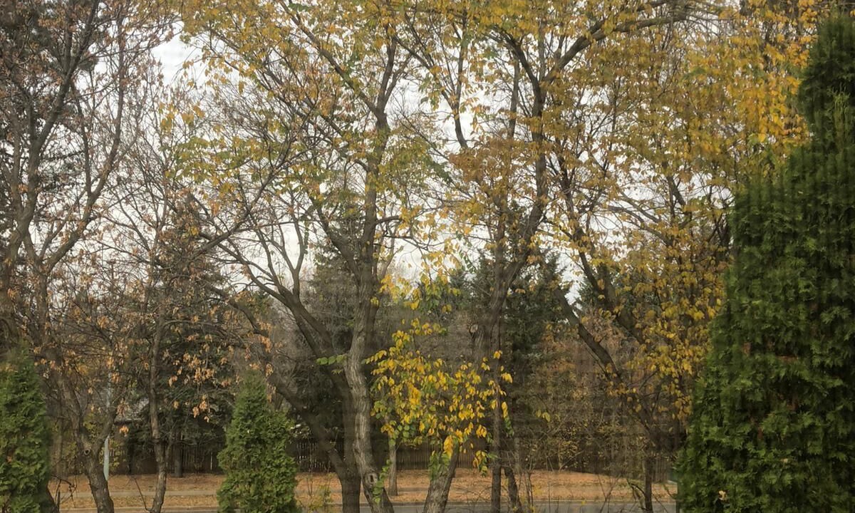 Photo of Outdoor in St. Albert