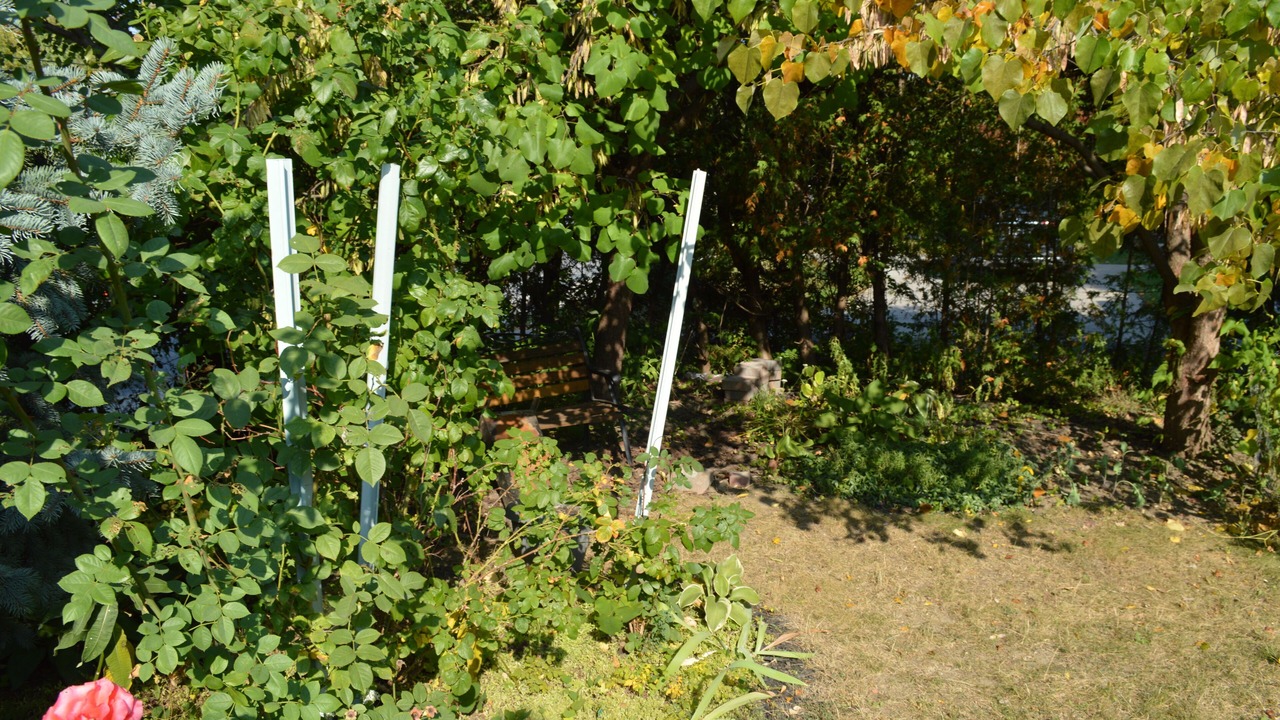 Photo of Outdoor in York Mills