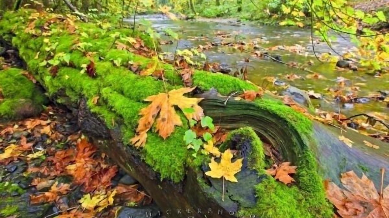 Photo of Outdoor in Regional District of Nanaimo