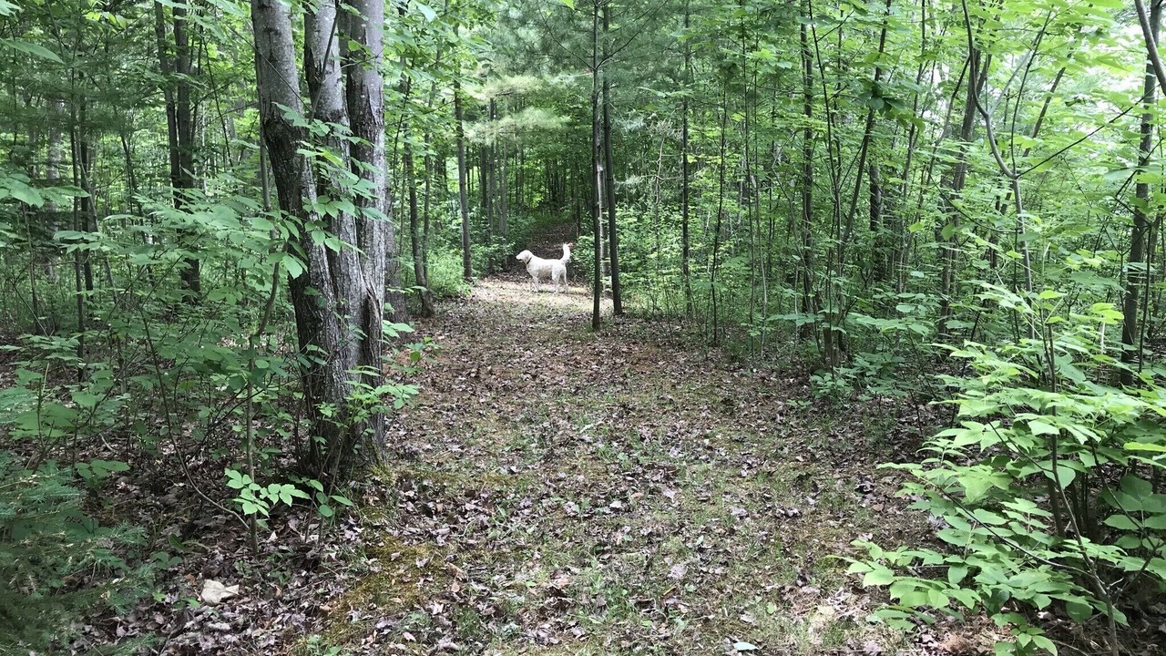 Photo of Outdoor in Muskoka Lakes