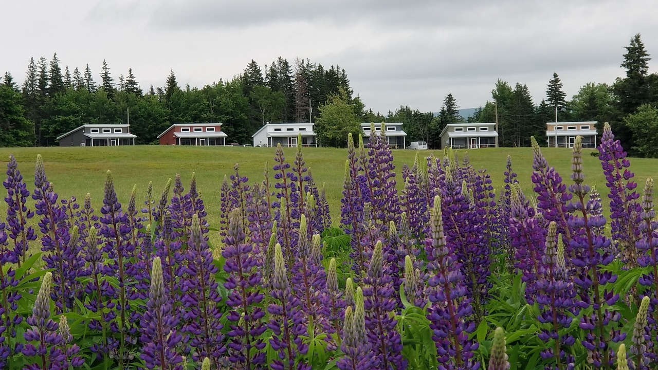 Photo of Others in Margaree Valley