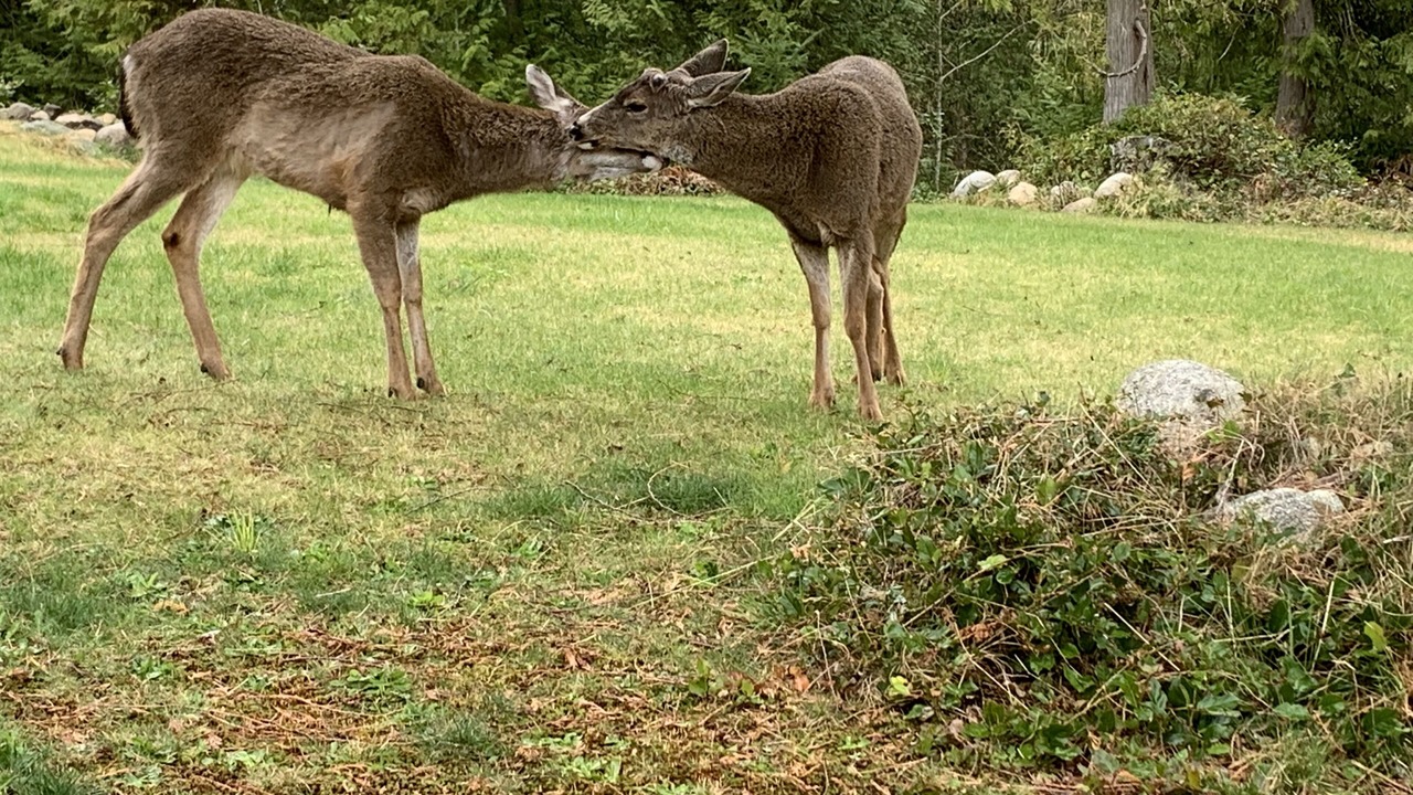 Photo of Outdoor in Gibsons