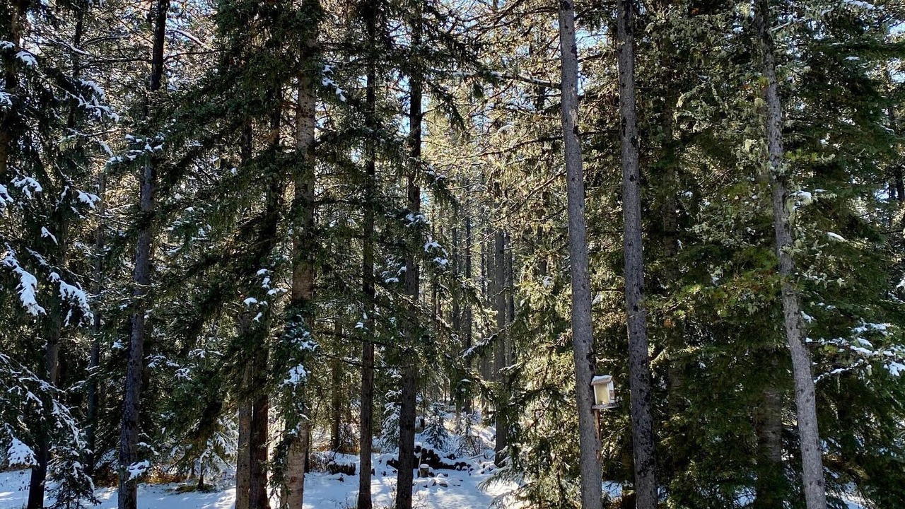 Photo of Outdoor in Bragg Creek