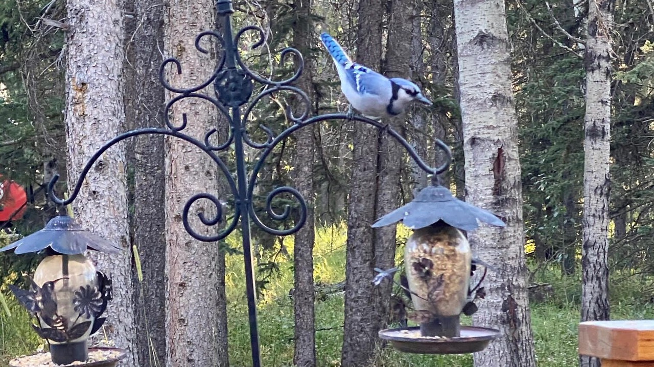 Photo of Outdoor in Bragg Creek