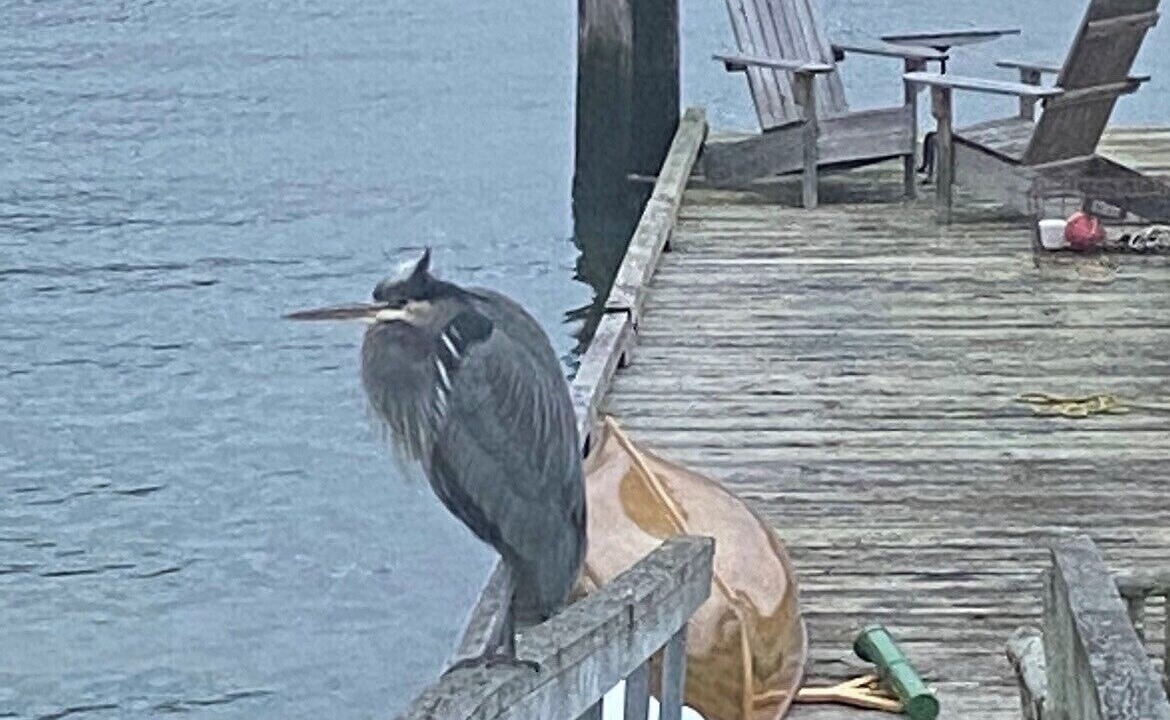 Photo of Outdoor in Cowichan Bay