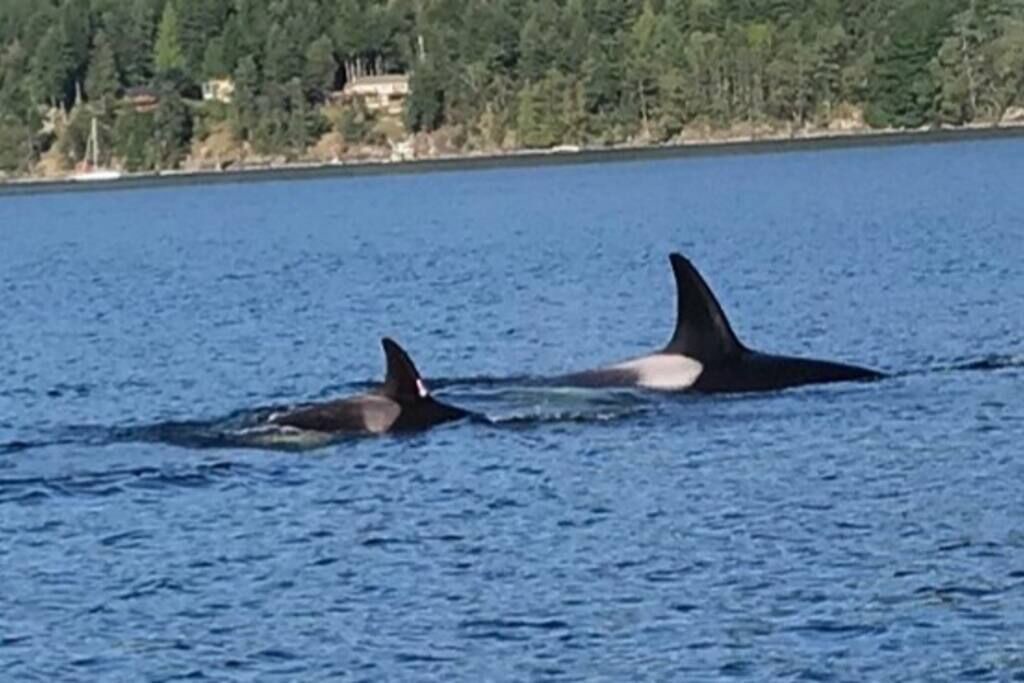 Photo of Others in Brentwood Bay