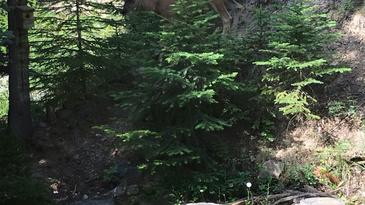 Photo of Others in East Kootenay