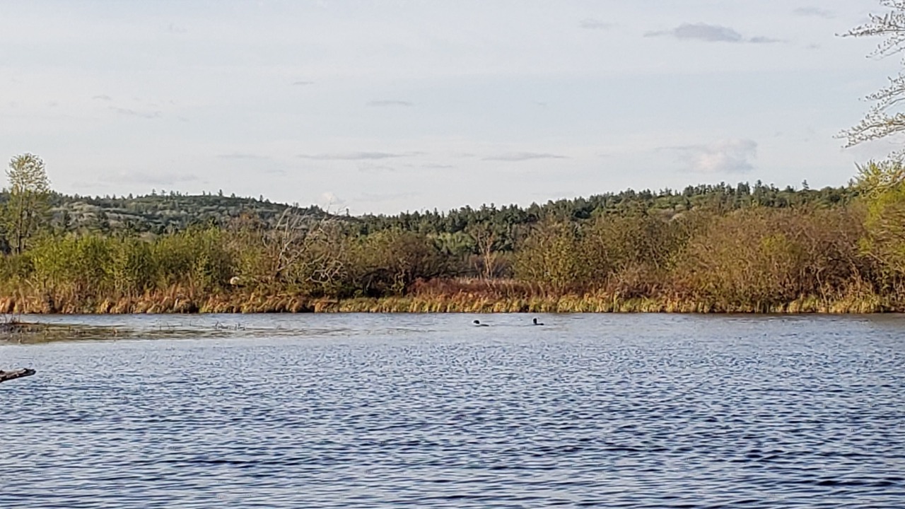Photo of Others in Killaloe