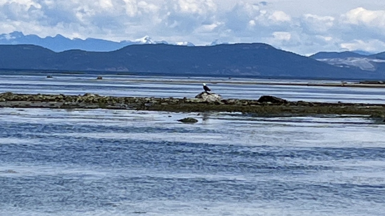 Photo of Others in Comox