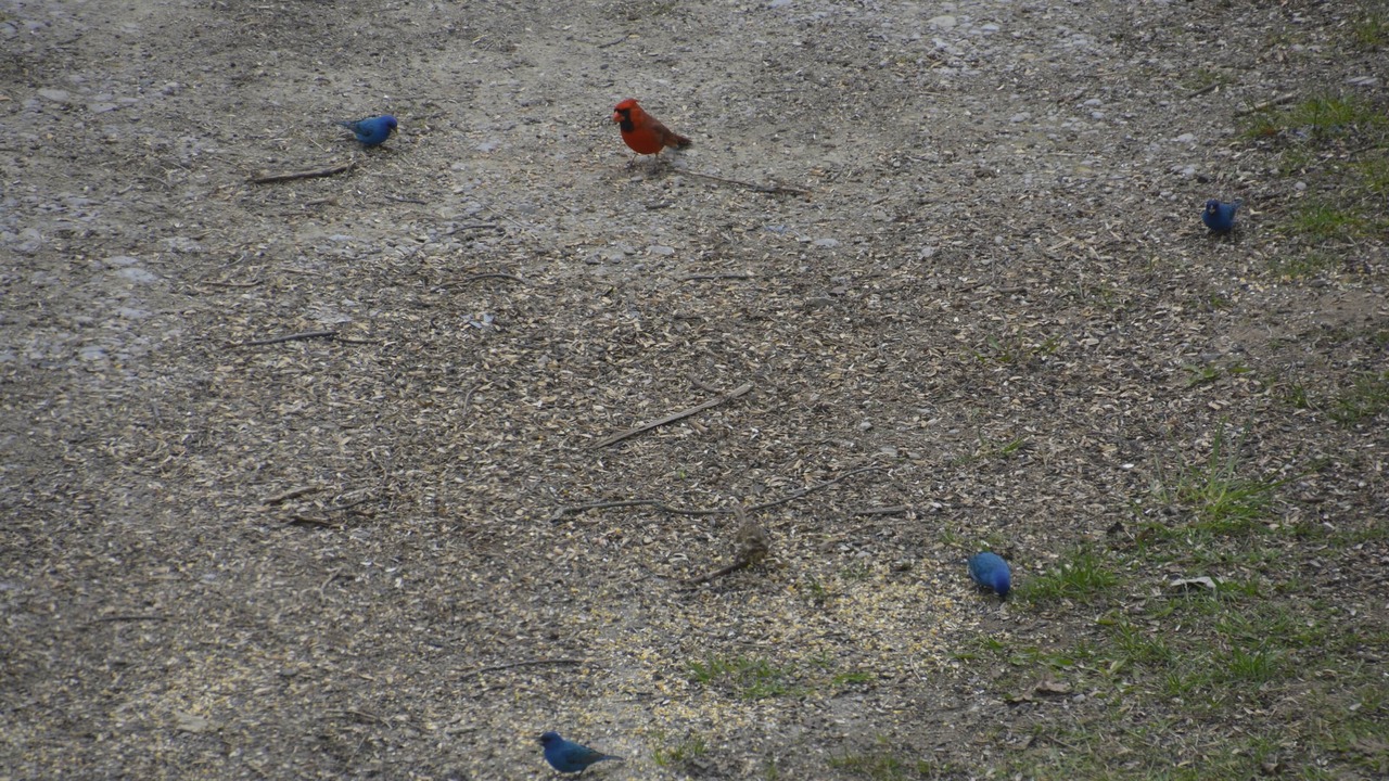 Photo of Others in Central Huron