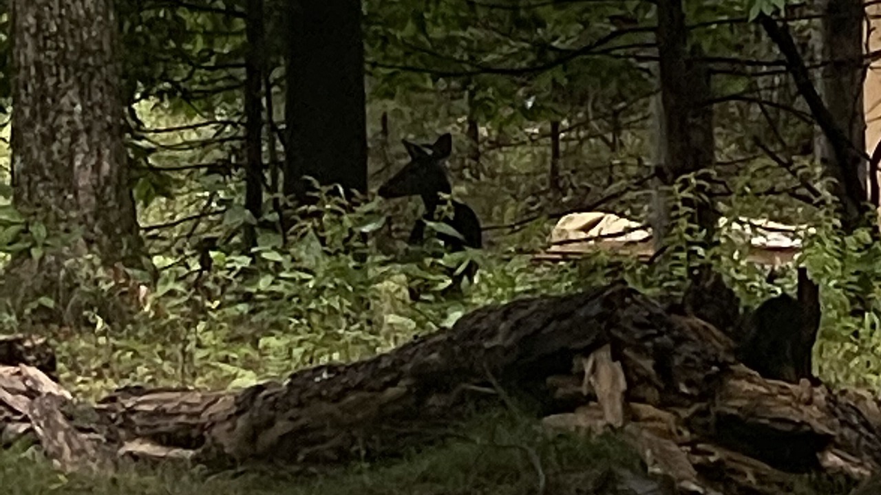 Photo of Others in Lake of Bays