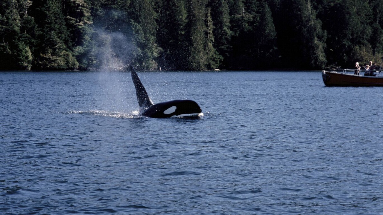 Photo of Others in Ucluelet