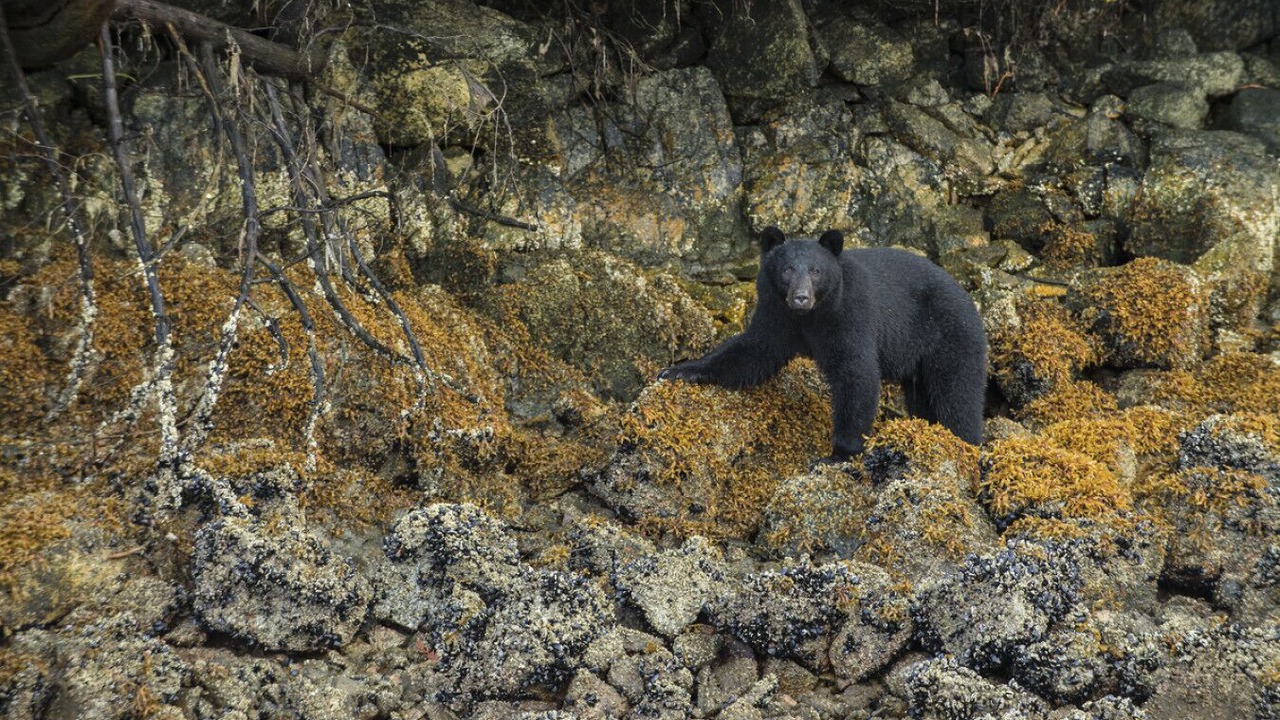 Photo of Others in Ucluelet