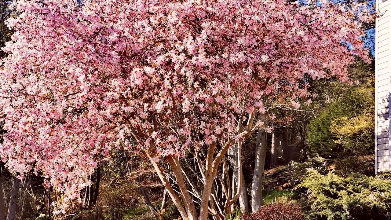 Photo of Outdoor in Comox