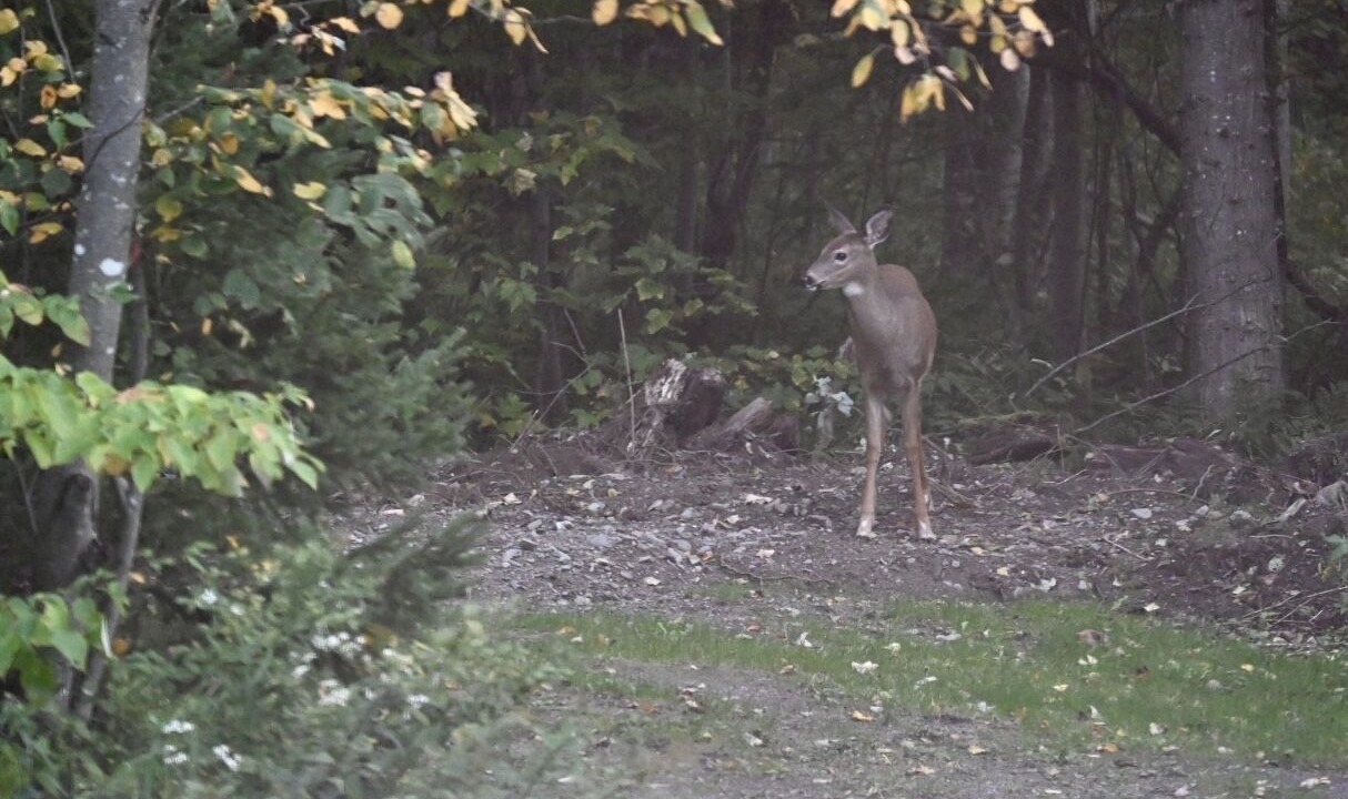 Photo of Outdoor in Kingsclear