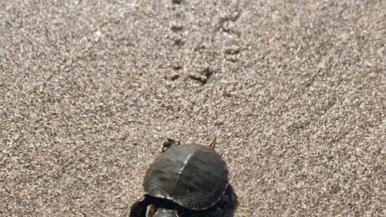 Photo of Others in Long Point