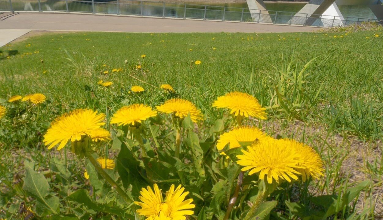 Photo of Outdoor in Northeast Edmonton