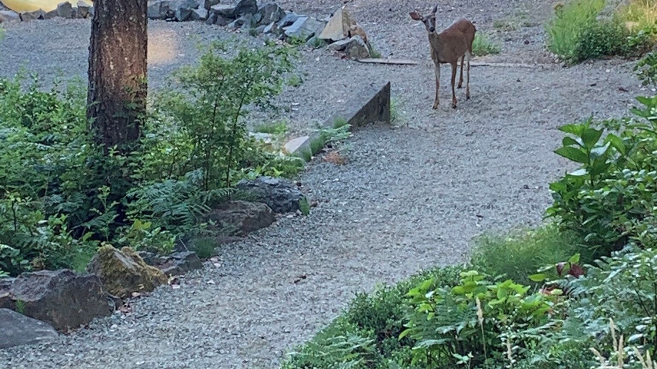 Photo of Outdoor in Sproat Lake