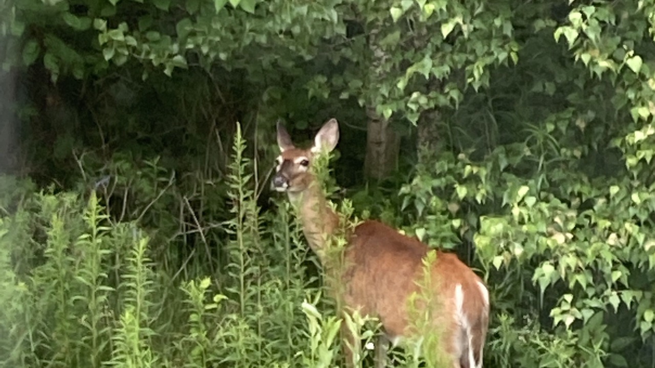 Photo of Outdoor in Stanstead-Est