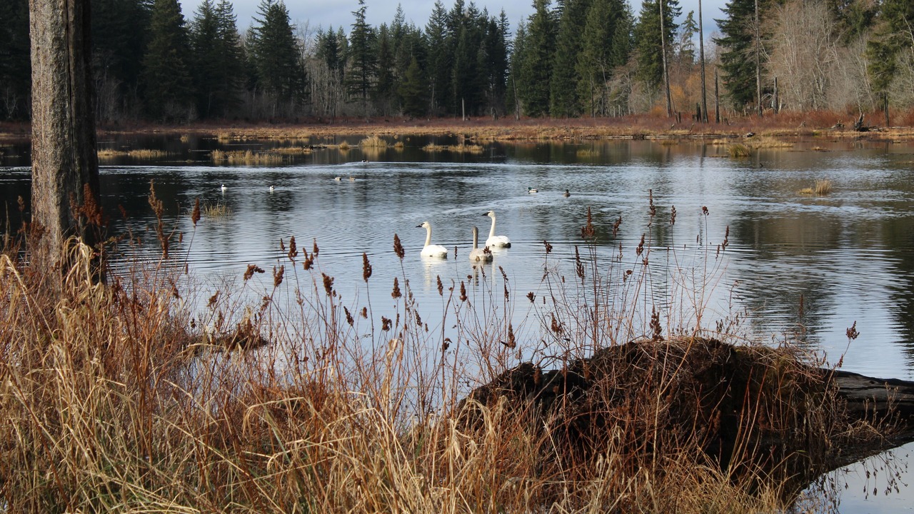 Photo of Outdoor in Black Creek
