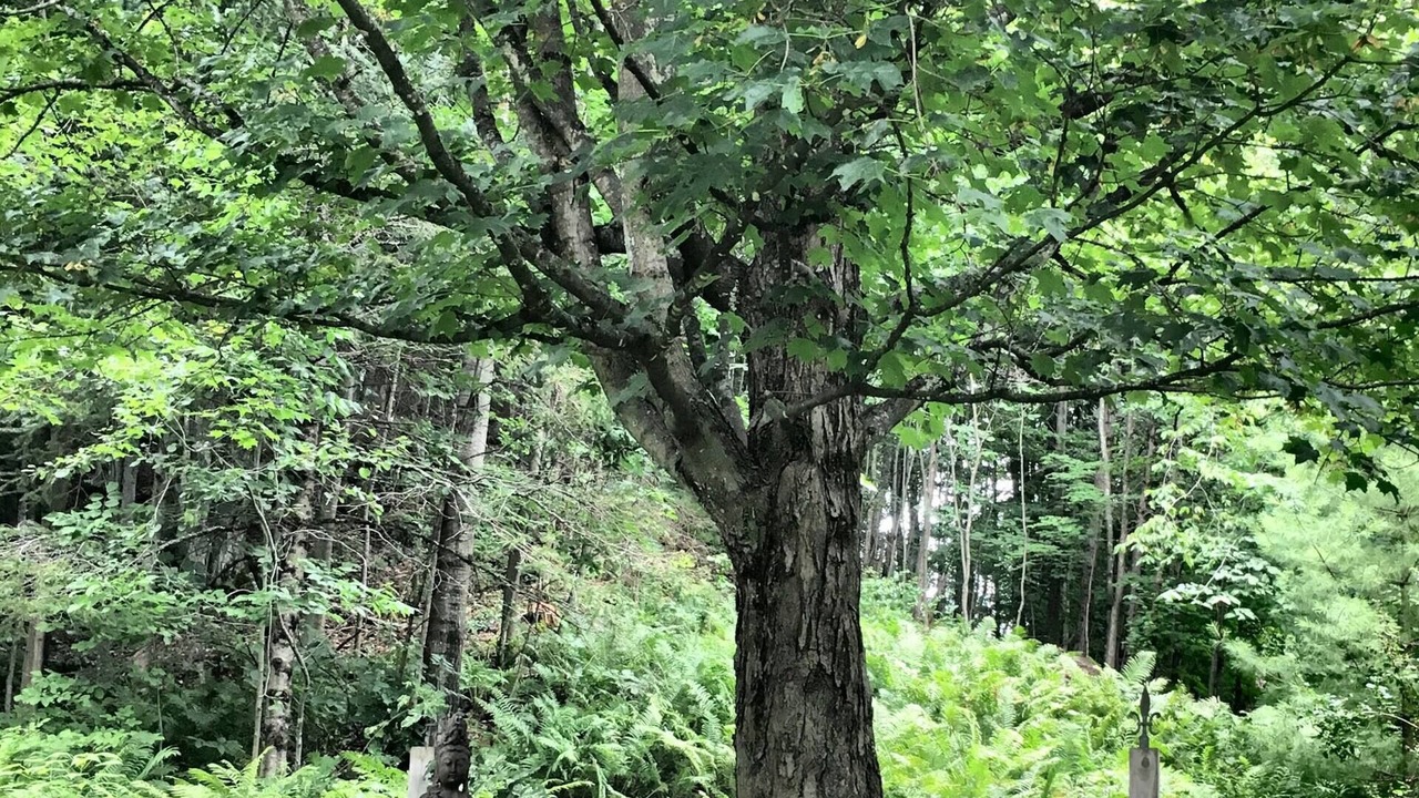 Photo of Outdoor in Ayers Cliff