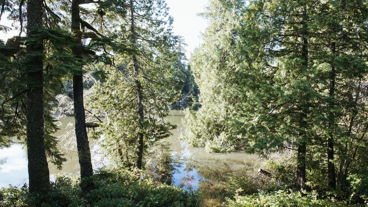 Photo of Others in Tofino