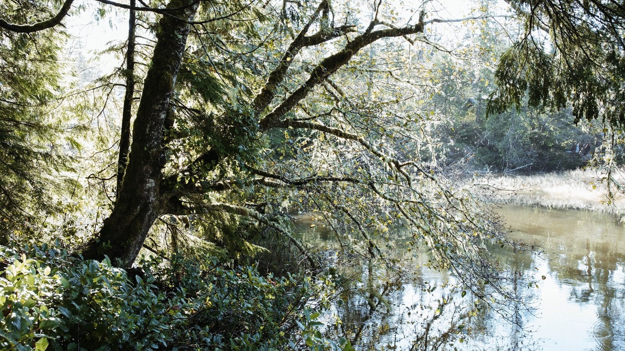 Photo of Outdoor in Tofino