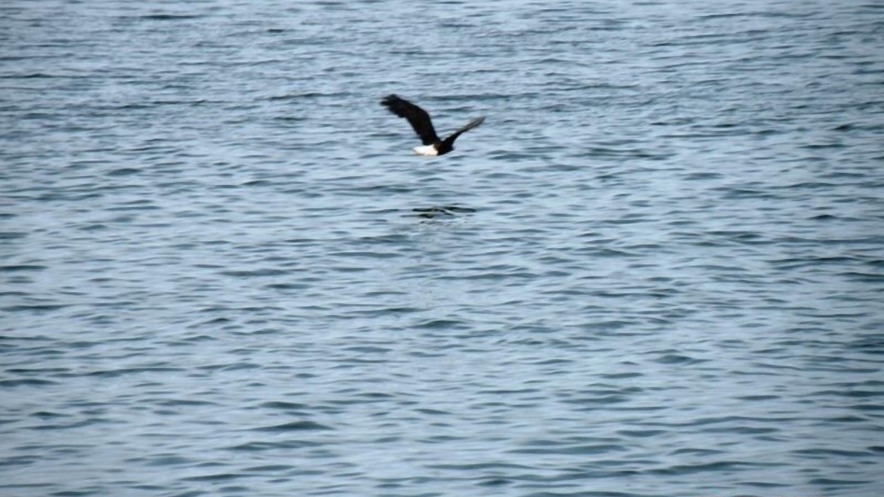 Photo of Others in West Sechelt