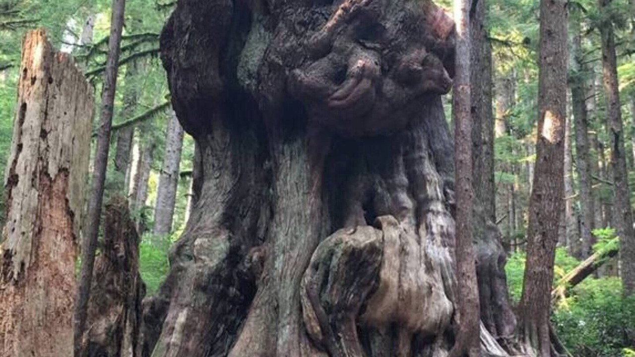 Photo of Others in Port Renfrew