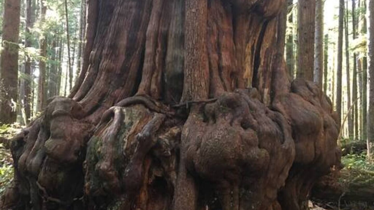 Photo of Others in Port Renfrew