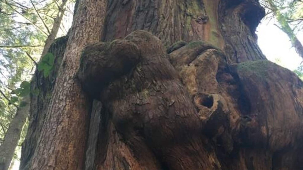 Photo of Others in Port Renfrew