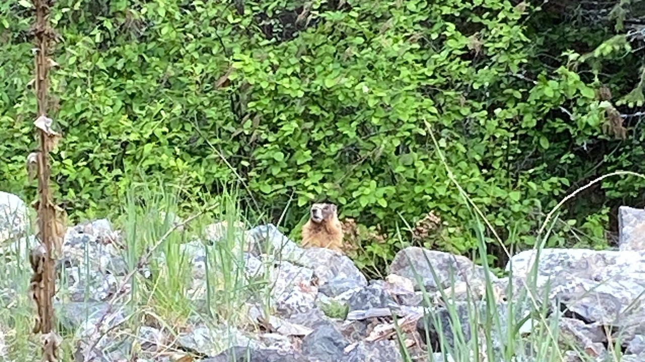 Photo of Others in Christina Lake