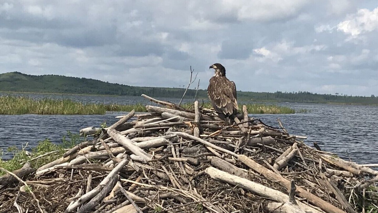 Photo of Others in Loon Lake