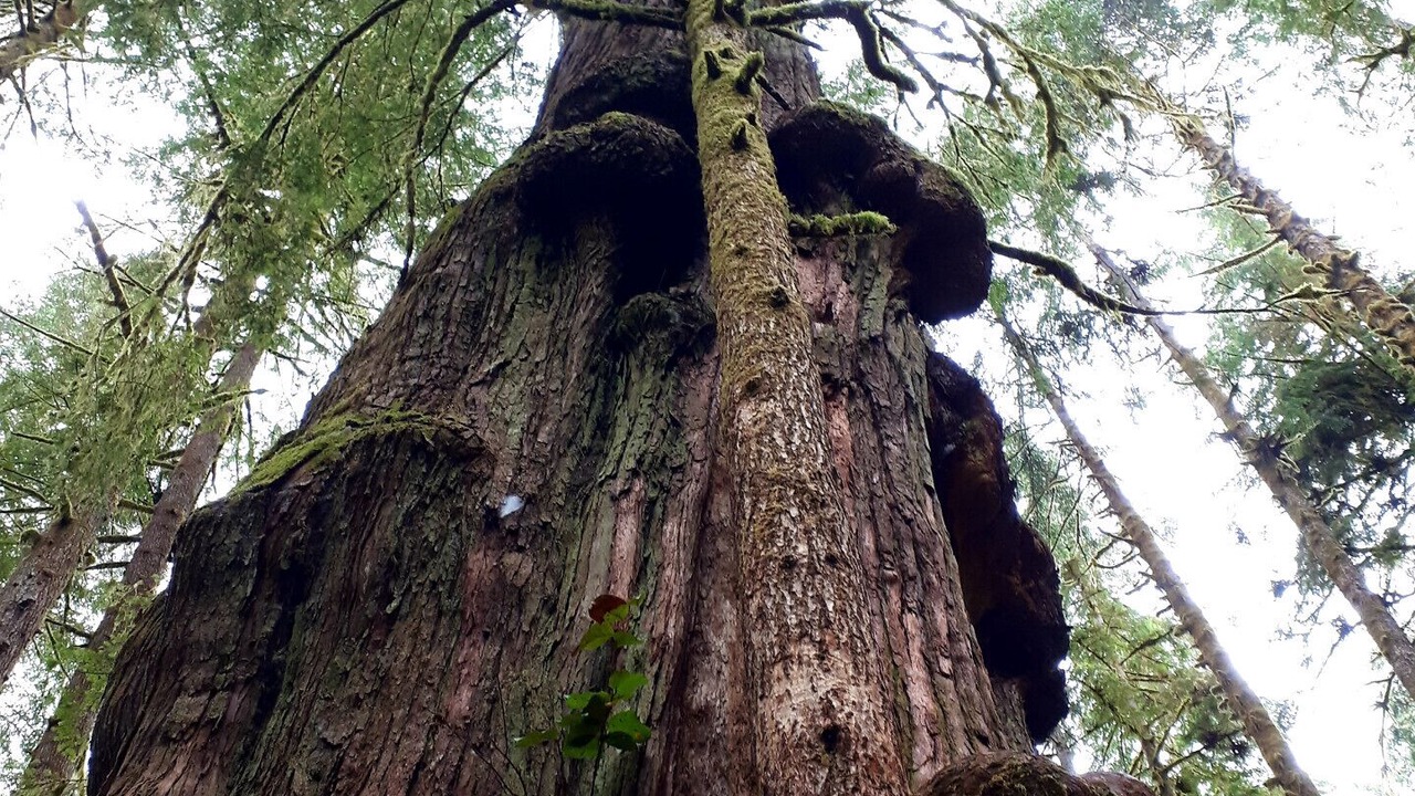Photo of Outdoor in Sooke