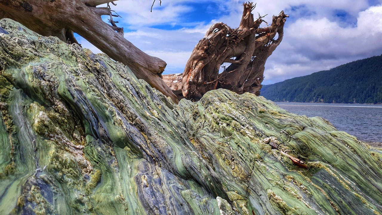 Photo of Others in Port Renfrew