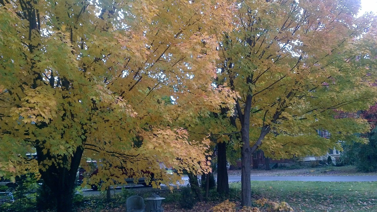 Photo of Outdoor in Ridgetown
