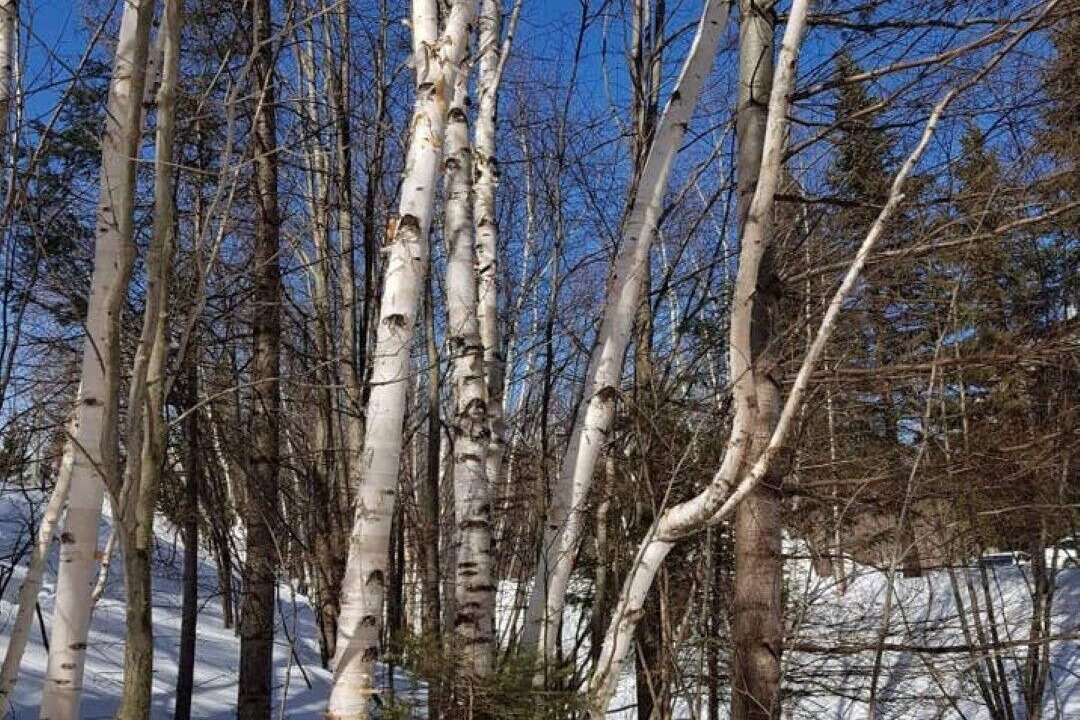 Photo of Outdoor in Mont-Tremblant