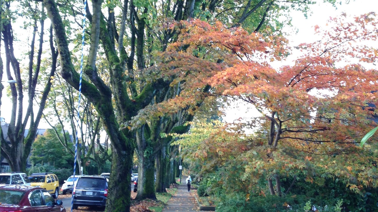 Photo of Others in Kitsilano