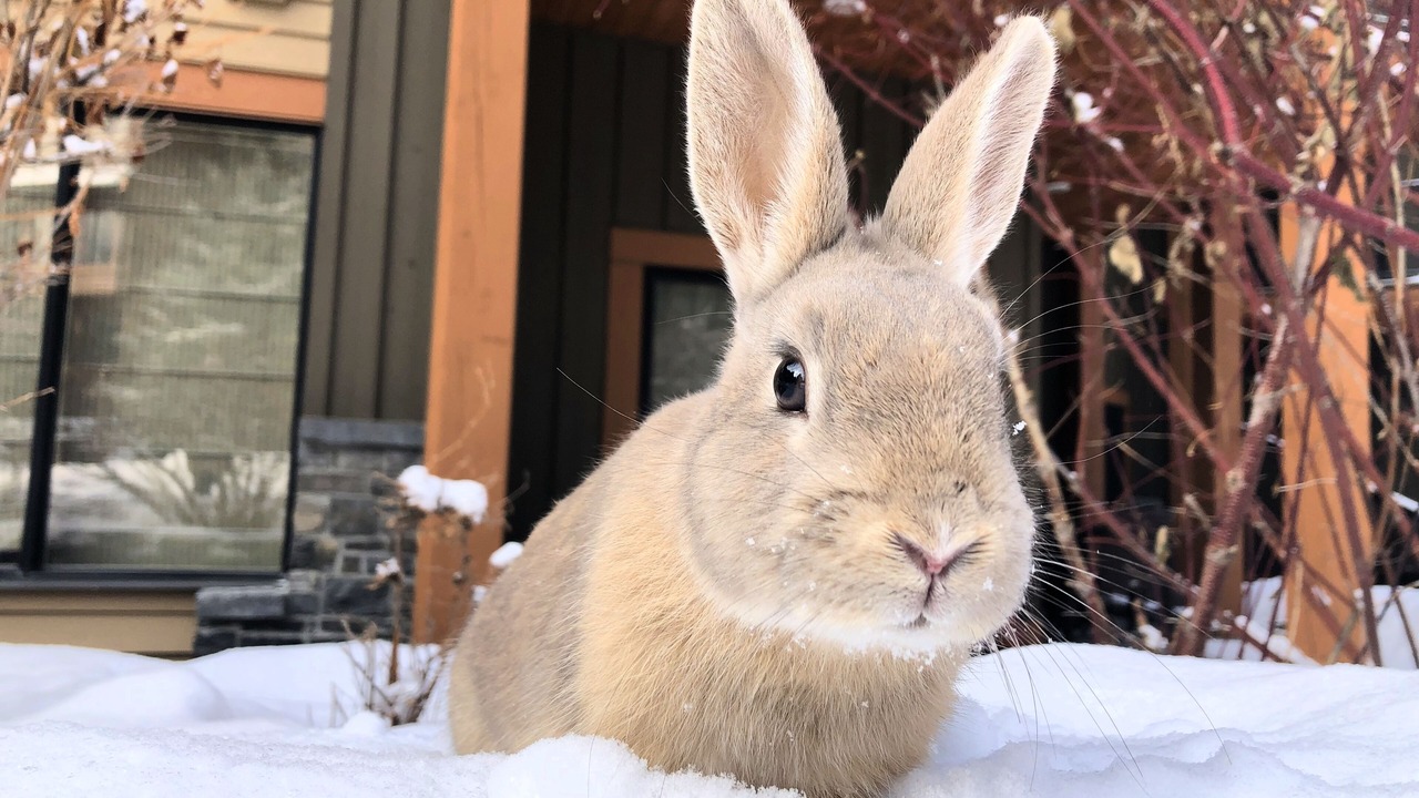 Photo of Others in Canmore